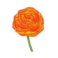 ecuador rose