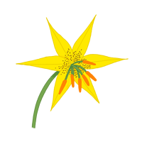 golden lily