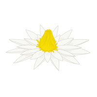 white egyptian lotus