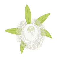 orquidea brassavola